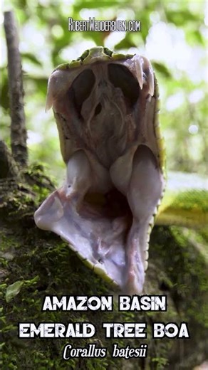 This Snake's Has The BIGGEST Teeth In The World!