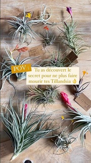 Arrête de faire mourir tes Tillandsia 💀 Voici le secret pour les entretenir !
