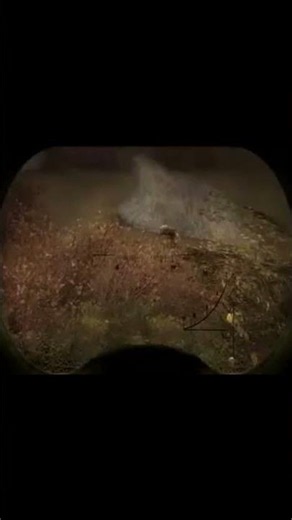 S.T.A.L.K.E.R Memes from the Zone