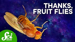 The weirdest things we've done to fruit flies | Compilation