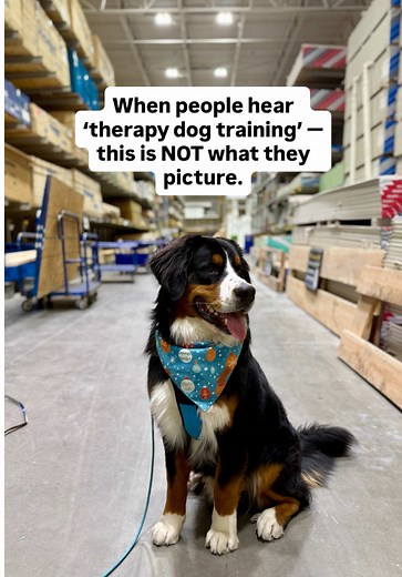 Bernese Mountain Dog Training Tips for Real-World Skills