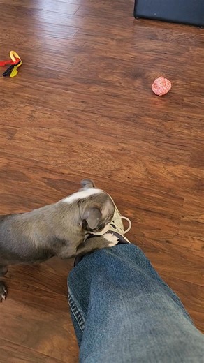 Harry Zabel on Reels