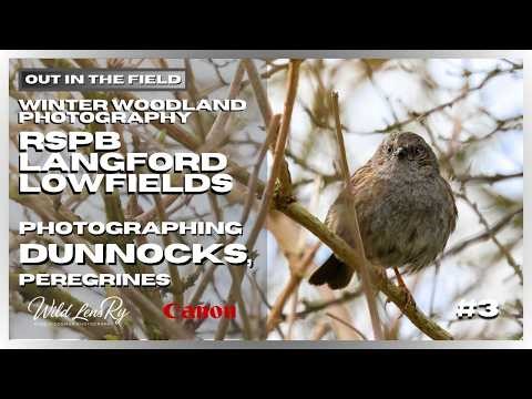 Winter Woodland Photography at RSPB Langford Lowfields | UK Wildlife