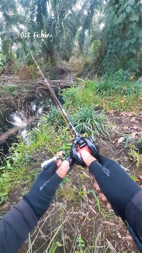 Small Flying Snakehead Fish #fishing #snakeheadfishing
