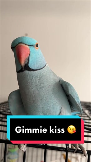 Sweet and Funny Bird Memes Compilation