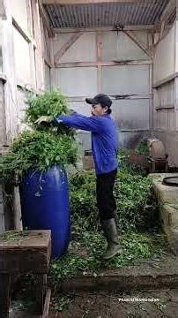 Quick Short-Term Silage Practice for Goats