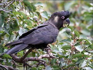 Baudin's black cockatoo - Alchetron, the free social encyclopedia