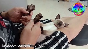 519K views · 10K reactions | Foi descoberto o ponto lambe-lambe deste lorde. #Lazúli | PRISM | Facebook