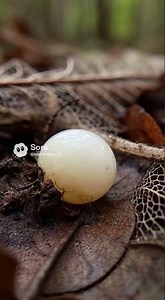 Hidden Stag Beetle Egg in Decaying Leaves