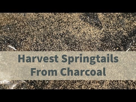 Harvest Springtails from Charcoal Cultures