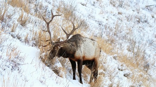 动物 自然 野生动物 - Free video on Pixabay