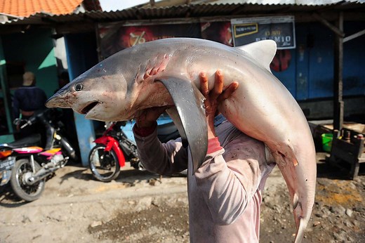 Why Do Sharks Need Our Protection?