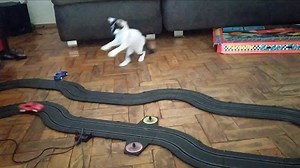 This kitten has a hilarious reaction to a racing toy car