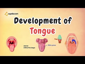 Development of Tongue | Introduction