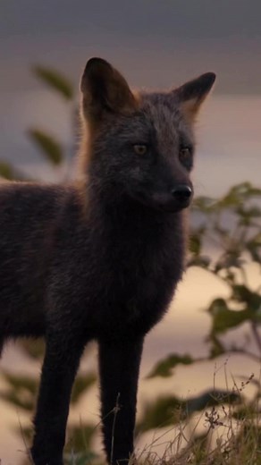 9.3K views · 183 reactions | Cutest little fox 力 with the biggest yawn  • #SharingAlaska by KrisLuck Photography • #Alaska #visitalaska #fox #wildlife #wildlifephotography #wilderness #nature #outdoors | Sharing Alaska | Facebook
