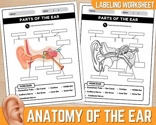 Parts of the Ear Diagram Worksheet | Anatomy of the Ear | Ear Anatomy Labeling Worksheet | Instant Download | Printable PDF - Etsy