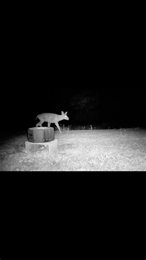 Boring Trail Camera Video From My Back Yard Don't Watch