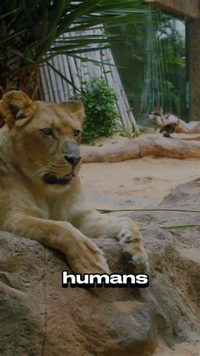 5 Animals That Hunt Humans. #wildlife