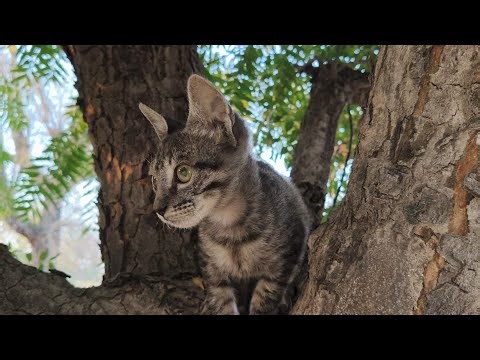 Relaxing Curious Kitten Tree Play | Birds, Leaves & Gentle ASMR Sounds