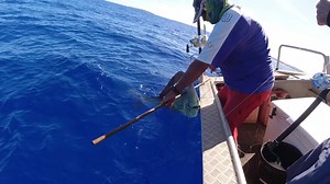 39K views · 425 reactions | Matt Watson has been 'dead bait jigging' yellowtail kingfish, bass and snapper for years, and got a monster mahimahi first drop fishing in the tropics. #aitutaki #cookislands #cookislandsfishing #rarotongafishing #rarotonga #mahimahi #doradofishing #dolphinfish #bluewaterfishing | Ultimate Fishing | Facebook