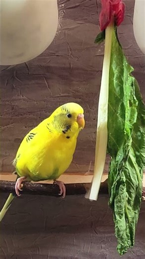 💃😂 💃Cute Parakeets Eating Veggies #birds #pets #shorts #parakeets #viral #viralshorts #cute #foryou