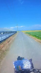 35K views · 604 reactions | Yamaha ng japan 1cc #japan #yamaha | Yamamoto Farmer | Facebook