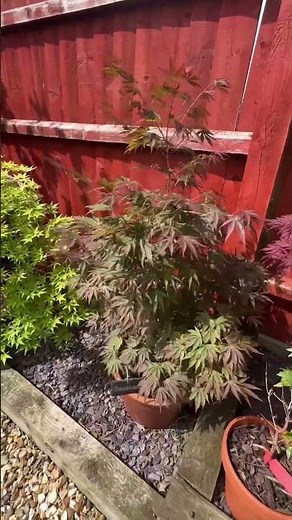 Japanese maple trees, growing tips #japanesemaple #plants #japanesetree #gardening #maple