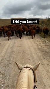 Cattle ranching is about more than raising quality beef—it preserves a timeless way of life and, arguably, part of American history. We’re proud to continue the legacy.Support your ranchers. Buy American beef.#America #localfood #history #funfacts #ranching #rancher #ranch #ranchlife #agriculture #cattle #beef #buylocal #farmtofork | Lazy T Ranch