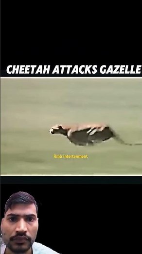 cheetah attack, gazelle , cheetah vs deer , a cheetah running at full speed , cheetah chase gazelle