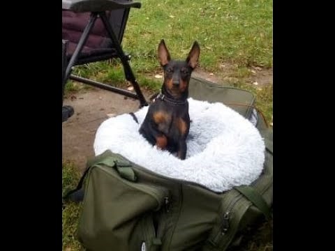 Miniature pinscher training , agility