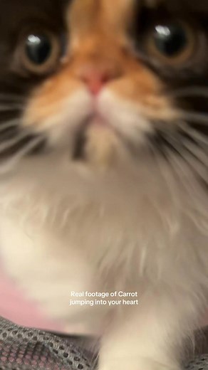 She’s too cuteeee #cat #kitten #persian #britishshorthair #meow | Carrot & Chopper Daily