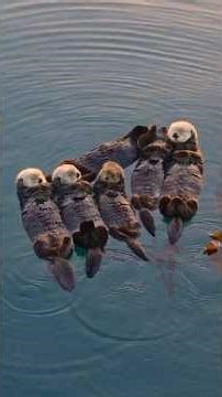 You Won’t Believe How These Animals Actually Sleep 😱#animals