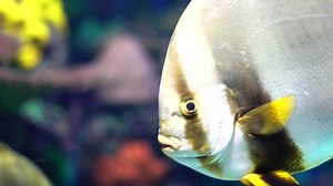 Cinematic Close Coral Reef Fishes : vidéo de stock (100 % libre de droit) 1041348826 | Shutterstock