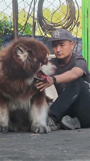 Unveiling the Flaws in the Perfect Puppy: Brown Alaska Malamute's Realities