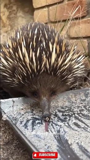 🦔Echidna – The secret of the egg-laying animal 🥚🥛”#animals #science #education #echidna#animalbeh...