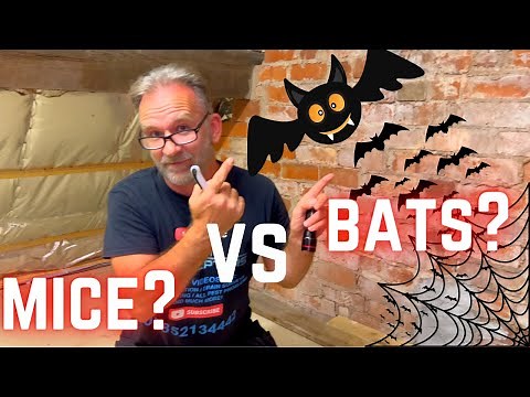 What is the difference between MOUSE and BAT droppings? We show how to do a quick test to find out.