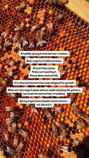 Honey bee brood nests are spatially organized to support efficient thermoregulation and nutrition