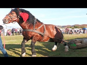 Cai de tracțiune proba de simplu Târgu Lăpuș - Maramureș 26 Octombrie 2024