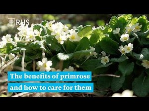 The benefits of primrose and how to care for them | The RHS