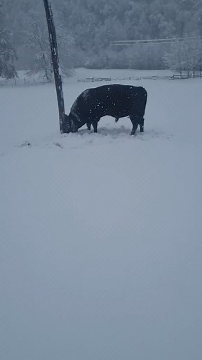 Aleksandar Aco Batar on Reels