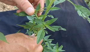 Video: Identifying Waterhemp, a New Pigweed in NC - Soybeans | NC State Extension