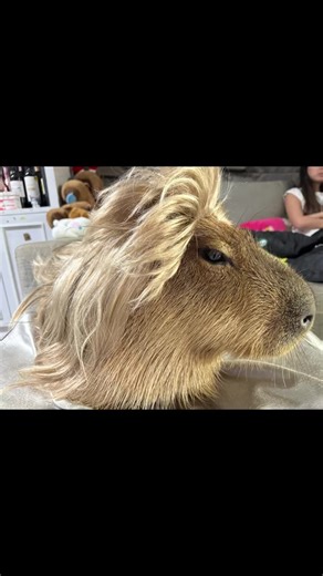 Funny Capybara Videos: Adorable Moments Captured