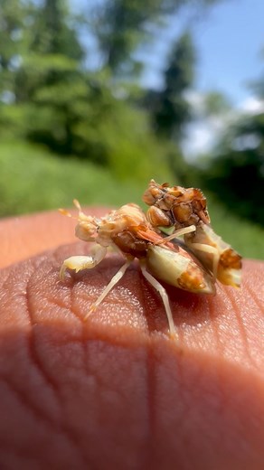 Kelvin Wiley | Lying in wait on top of flowers for unsuspecting prey are these little inconspicuous insects known as Ambush Bugs. I was able to find a... | Instagram