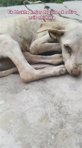 #bhukhadog#bejuban#innocent#view