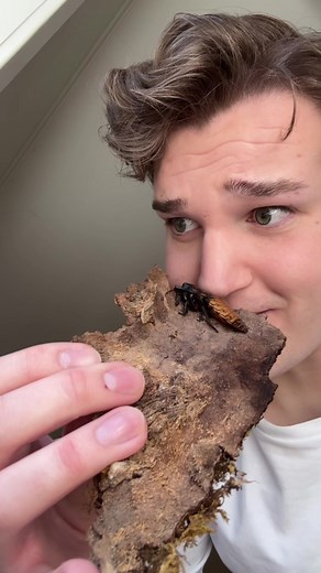 Møt den søteste hissing kakerlakken!😍