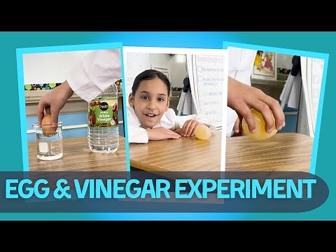Egg and Vinegar Experiment in the We Are Teachers Science Lab series!