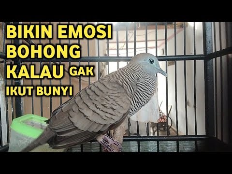 Suara Burung Perkutut Lokal Paling Ampuh Untuk Pancingan DanPikat