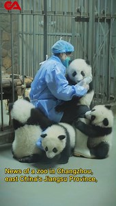 Is the job of #panda keeper really as inaccessible as it seems? Who is qualified to look after China’s national treasure? After receiving hundreds of resumes, a zoo in Changzhou, east China’s Jiangsu Province, still ended up empty-handed—and the position remains vacant. | Beijing Review
