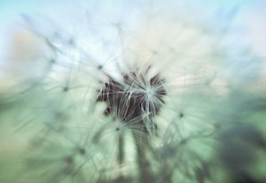 10 Top Soft Aesthetic Video Templates for After Effects | Envato Tuts+