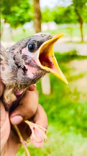 Cute Baby Myna Bird🐦🔊 | Real Bird Sounds #shortvideo #shortsfeed